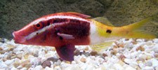 Bicolor Goatfish